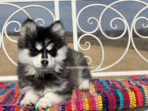 Roxi's litter